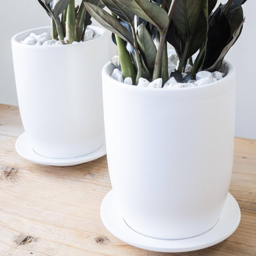 a*i様 ザミオクルカスレイヴン　1メートル以上　10号サイズ　超大型　超希少 a*i様 ザミオクルカスレイヴン 1メートル以上 10号サイズ 超大型